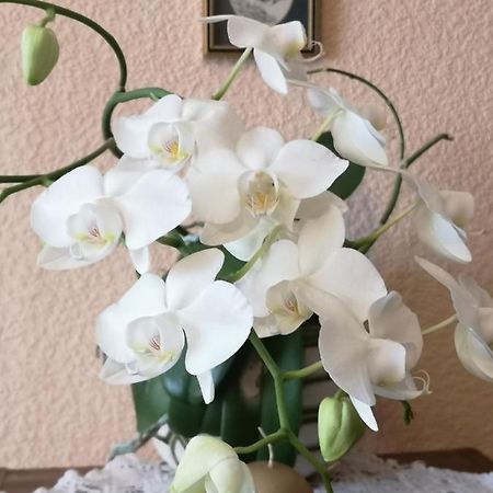 Dvinumajas Vintage B&B Balvi Bagian luar foto