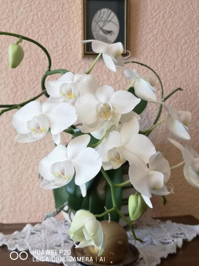 Dvinumajas Vintage B&B Balvi Bagian luar foto
