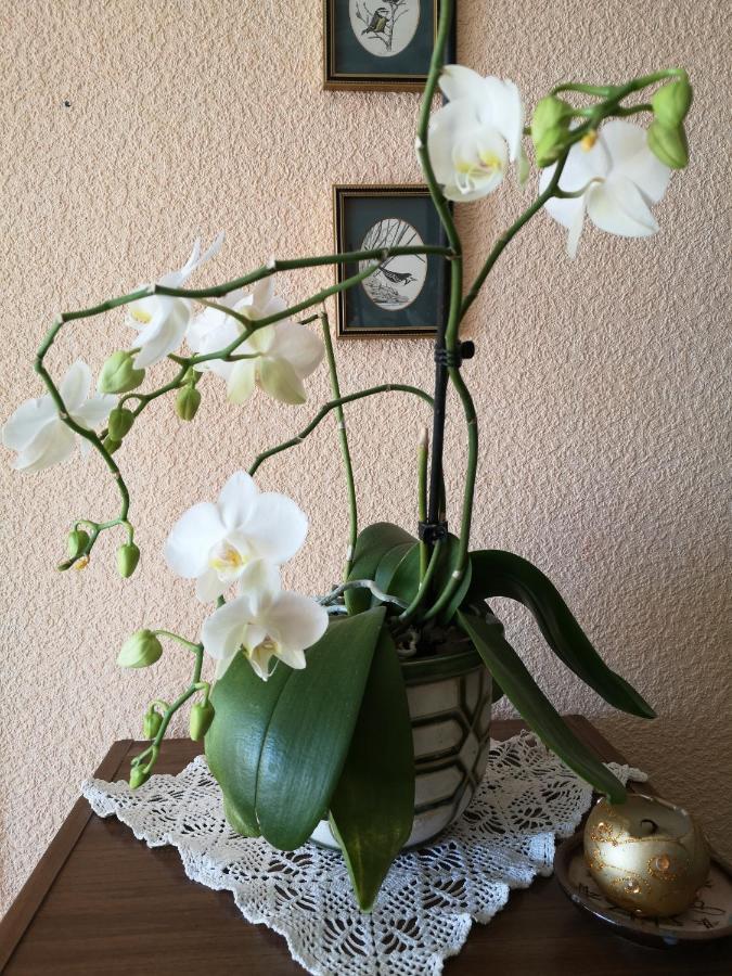 Dvinumajas Vintage B&B Balvi Bagian luar foto